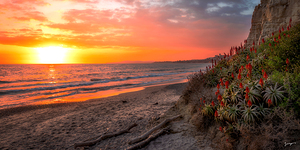 Loon Point- spring in California- landscape ocean art for sale