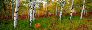 Autumn Fresh - Art For Home With Aspen Trees