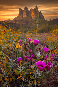 Desert Bloom - Art For Home With Arizona Desert and Cactus Bloom