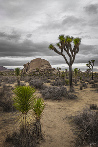 Joshua Tree Escape - Wall Decor With Joshua Tree and Desert View