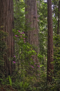 Magic Of Redwoods- Art for home with redwood trees 