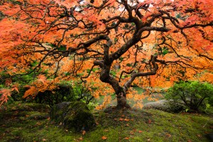 autumn bliss