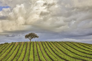 alone among the vines