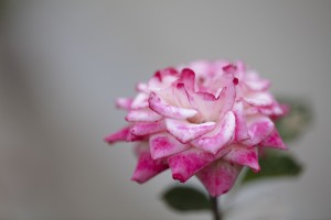 Desert rose