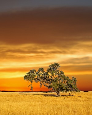 FireGold