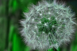 Make a wish