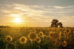 facing the sun