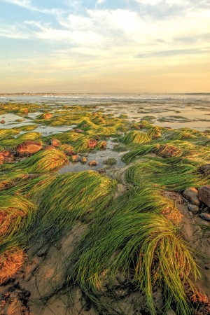 1800-green-wigs
