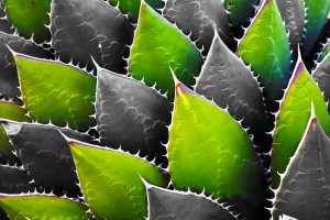 Thorny
