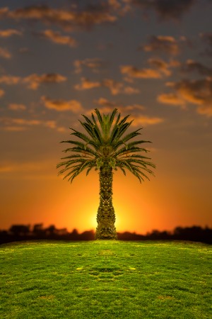 Phoenix Rising