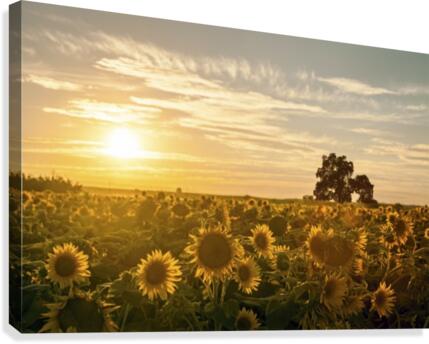 facing the sun  Canvas Print