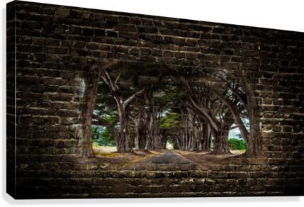Intertwined  Canvas Print
