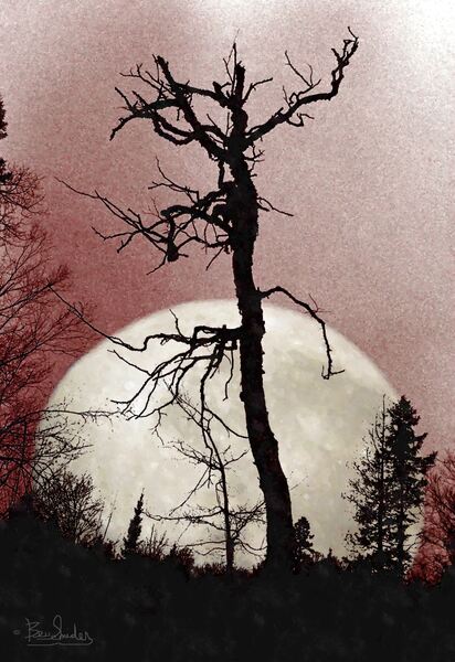 Tree and Full Moon  by Bev Snider