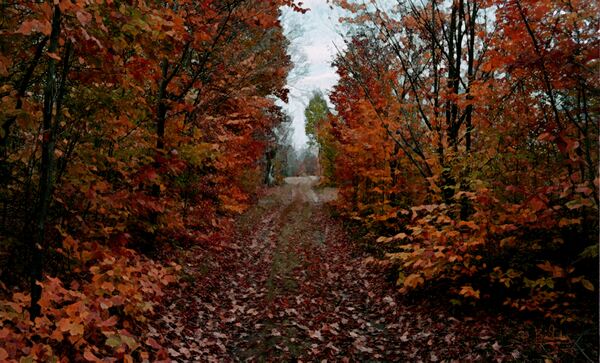 Fall 6 in Red by Bev Snider