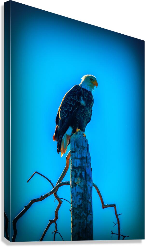 Watchful Eye Canvas Print