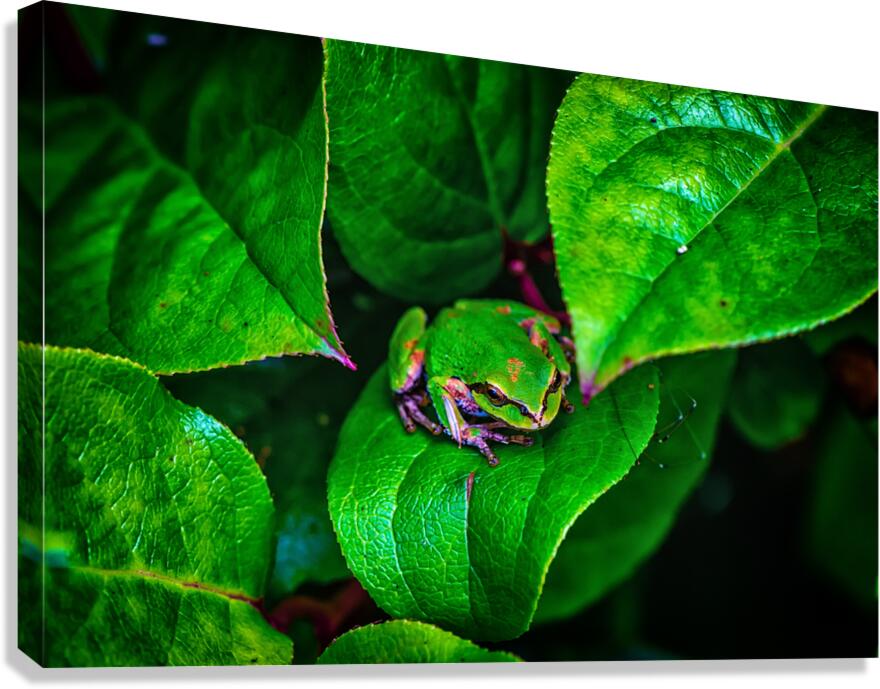 Pacific Tree Frog Canvas Print