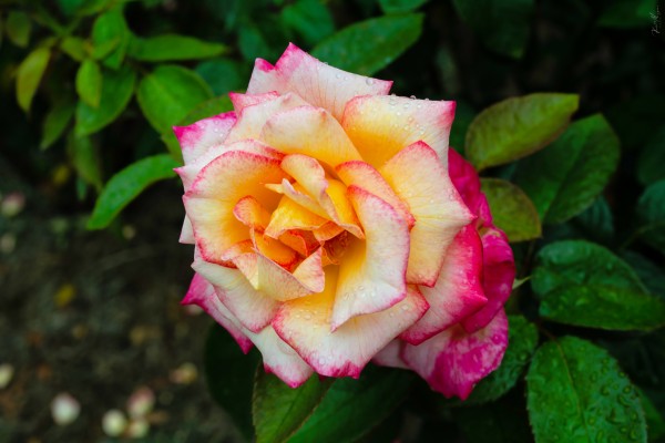 DSC 0276 by SonicSkylineMedia