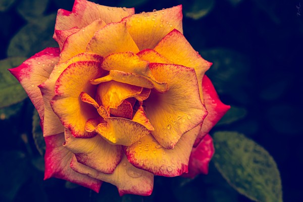 DSC 0278 by SonicSkylineMedia