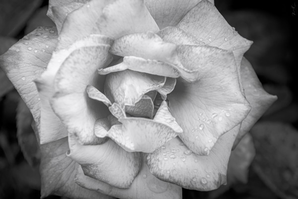 DSC 0280 by SonicSkylineMedia