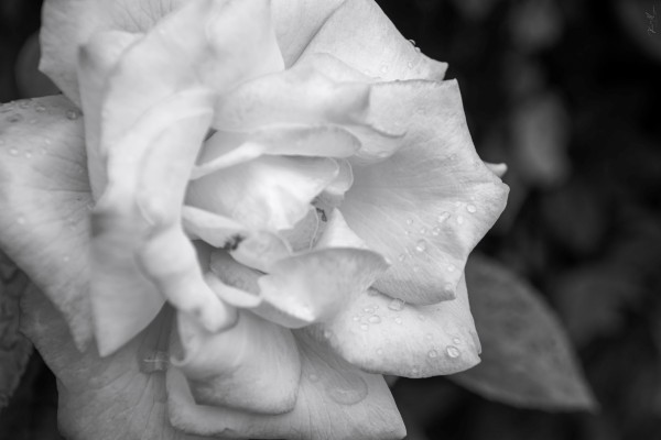 DSC 0281 by SonicSkylineMedia