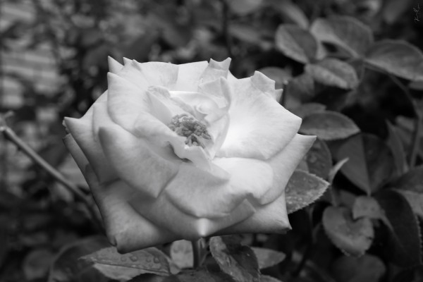 DSC 0289 by SonicSkylineMedia