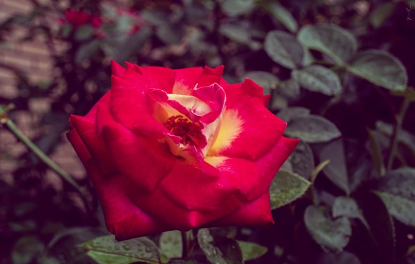 DSC 0290 by SonicSkylineMedia