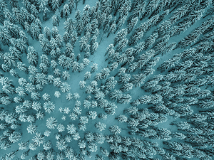 Above The Pines