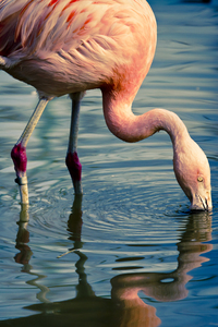 Chilean Flamingo