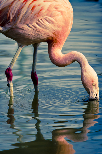Chilean Flamingo by Mikel Bilbao Photography