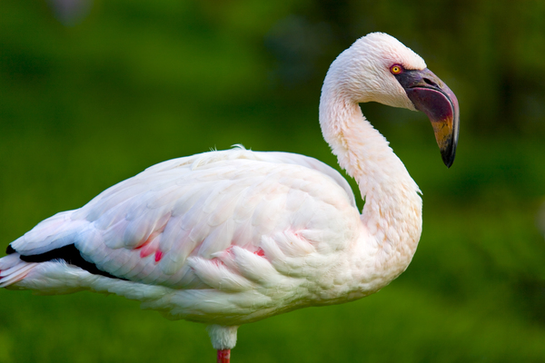 Lesser Flamingo by Mikel Bilbao Photography