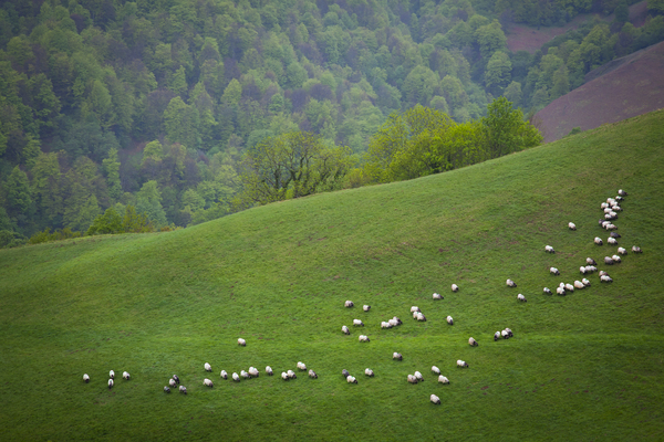 Sheep flock in Pyrenees mountain range by Mikel Bilbao Photography
