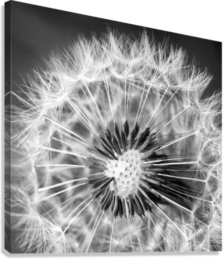 Common dandelion Canvas Print