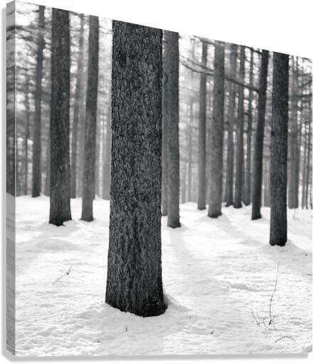 WINTER VIEW II Canvas Print