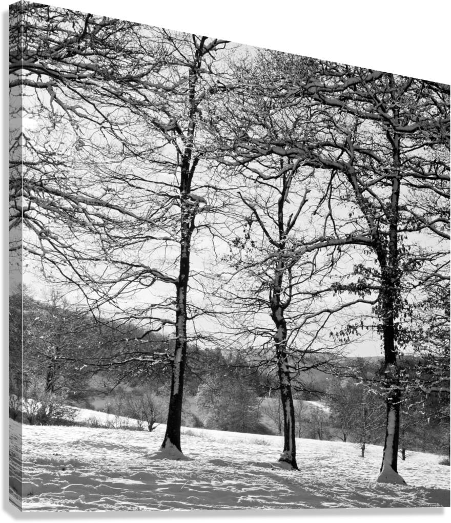 COPSE Canvas Print