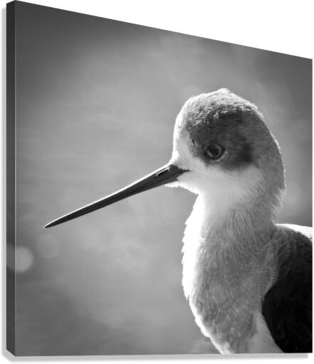 STILT Canvas Print