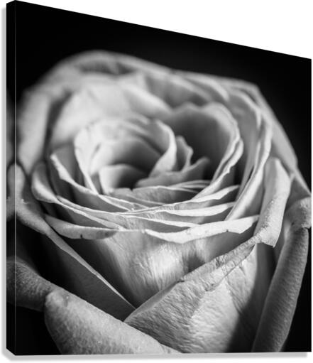 ROSE Canvas Print