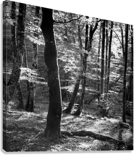 BEECHWOOD Canvas Print