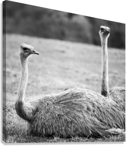 OSTRICH Canvas Print