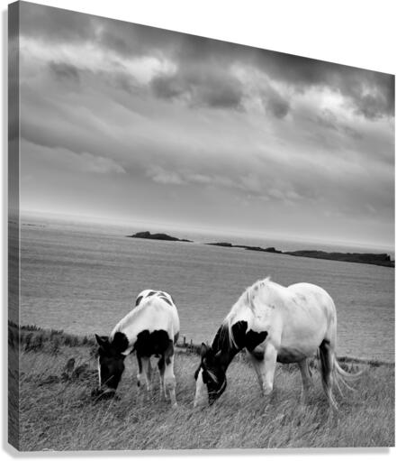HORSES Canvas Print