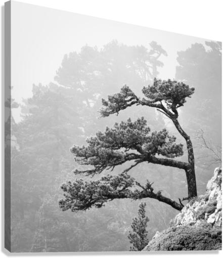 LARRA Canvas Print