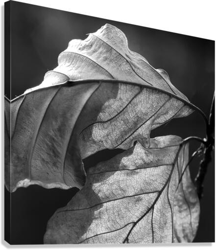 LEAVES Canvas Print