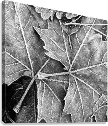 LEAVES Canvas Print