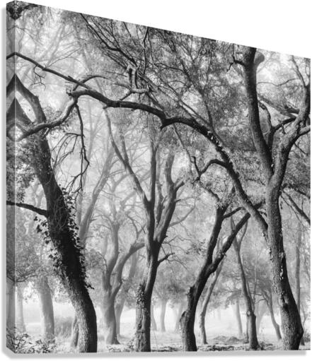 OAK GROVE Canvas Print