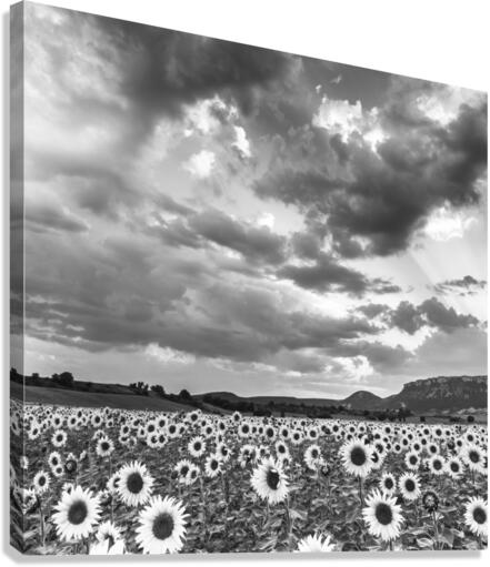 SUNFLOWERS Canvas Print