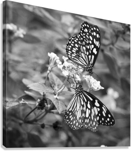 BUTTERFLIES Canvas Print