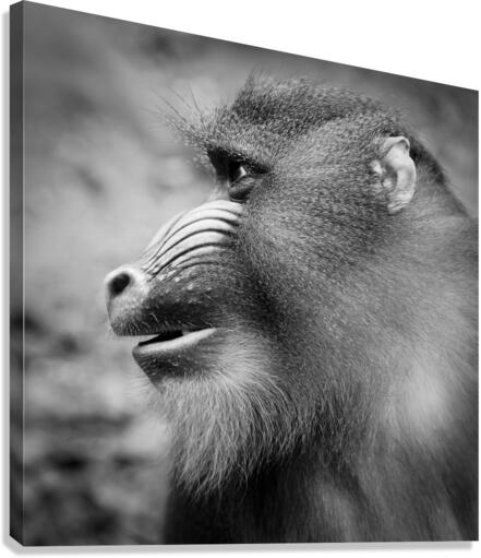 BABOON Canvas Print