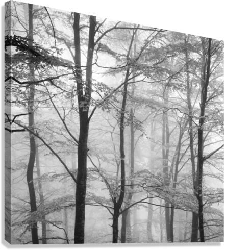 FORESTRY Canvas Print