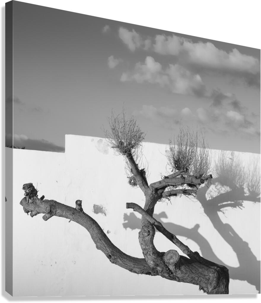 LONELY TREE Canvas Print