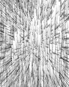 Lost Forest Black and White