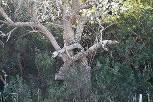 Branches in love